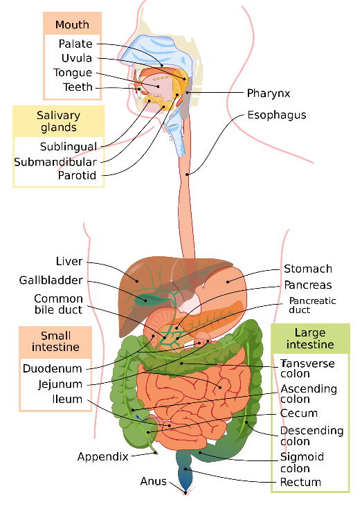 gastrointestinal system diagram
