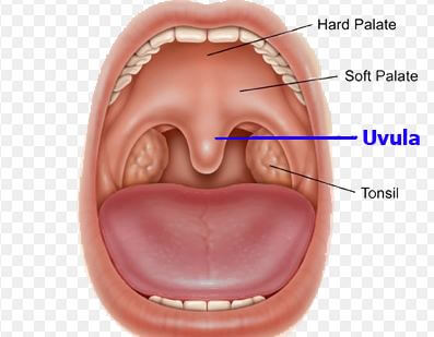 Uvula location anatomy of throat